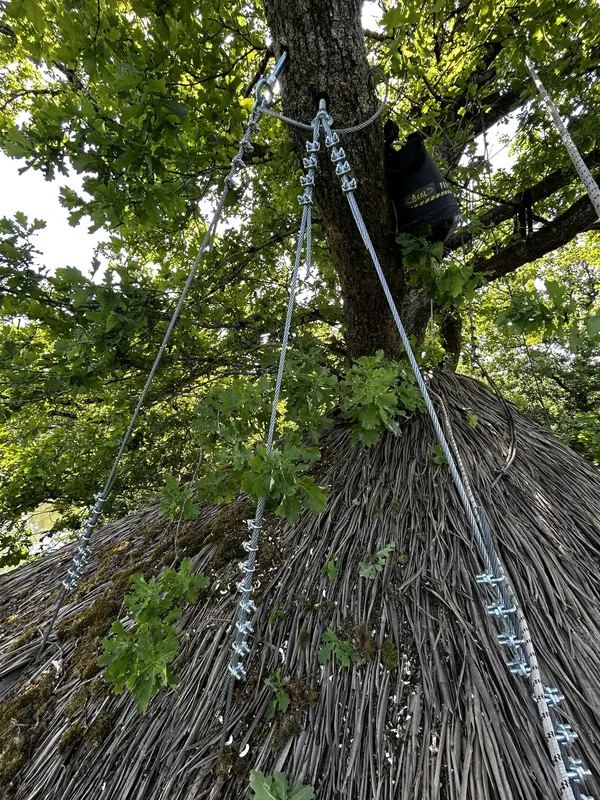 New suspended tree house guy wire with Le Clou SVA fixing