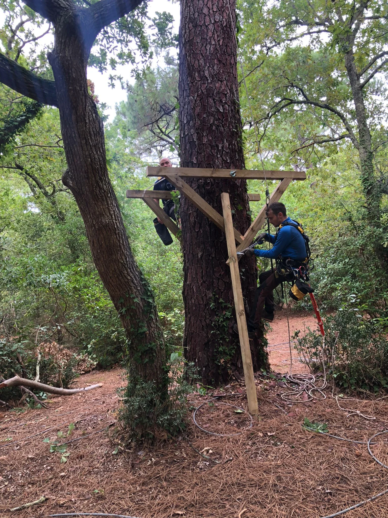 Construction du parcours canopée en bois, Arcachon