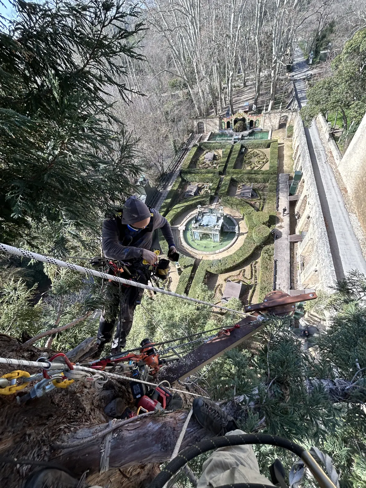 Rope access work at the top of a tree, Rocher Mistral, La Barben