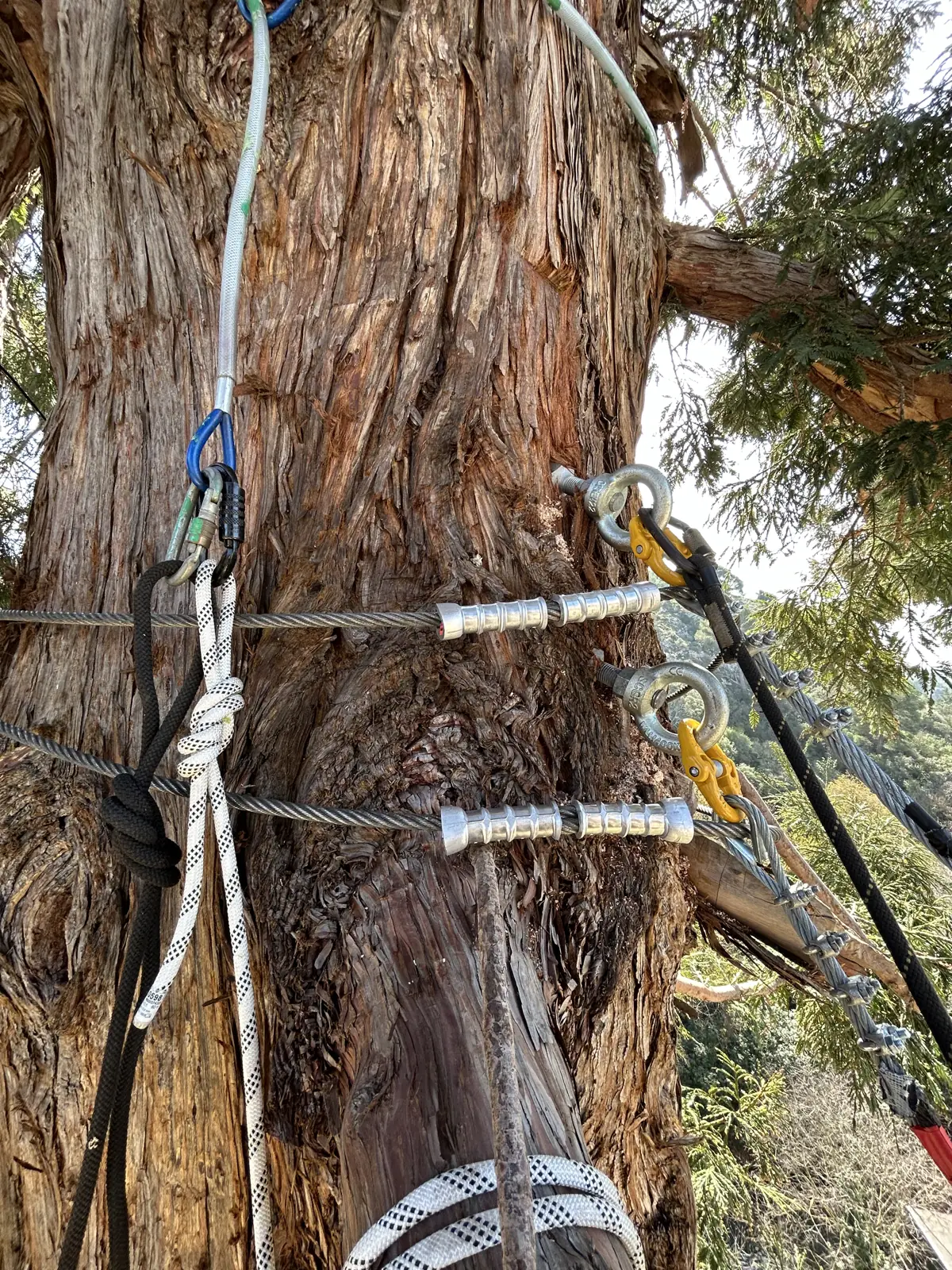 Anchor cables and sleeves around the trunk, Rocher Mistral