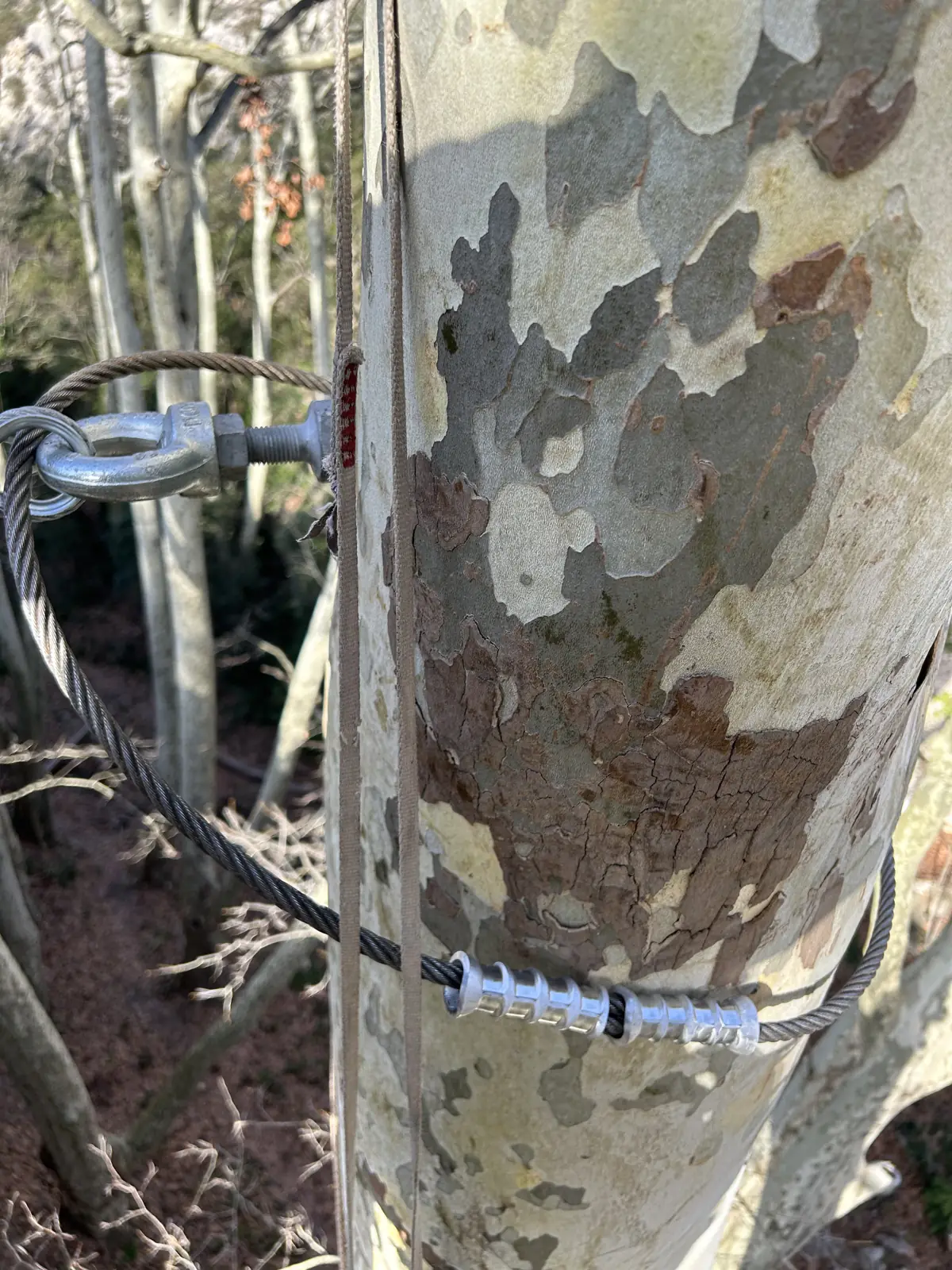 Eye bolt anchor and cable on a plane tree, Rocher Mistral